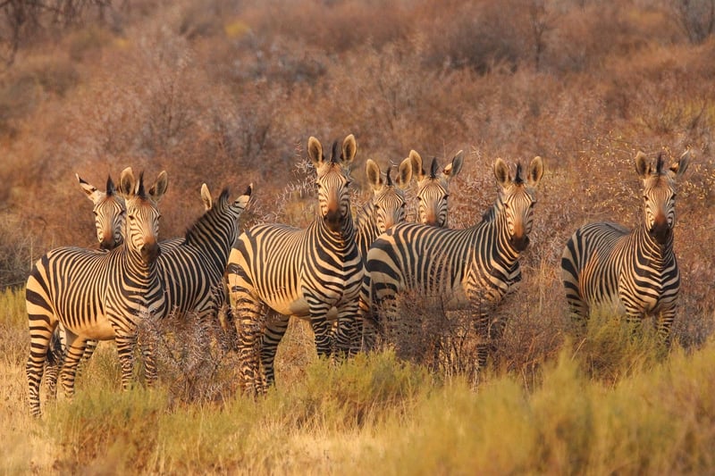 Maasai Mara National Reserve, Kenya