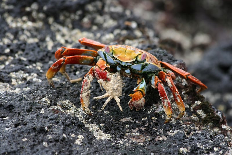 Galapagos Islands, Ecuador